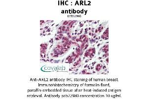 Image no. 1 for anti-ADP-Ribosylation Factor-Like 2 (ARL2) (AA 123-184) antibody (ABIN1731948) (ARL2 Antikörper  (AA 123-184))