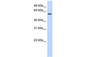 Image no. 1 for anti-Kelch-Like Family Member 42 (KLHL42) (AA 395-444) antibody (ABIN6741106) (KLHDC5 Antikörper  (AA 395-444))