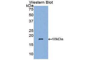 Western Blotting (WB) image for anti-NADH Dehydrogenase (Ubiquinone) 1, alpha/beta Subcomplex, 1, 8kDa (NDUFAB1) (AA 3-129) antibody (ABIN1857868) (NDUFAB1 Antikörper  (AA 3-129))