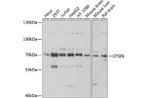 Western blot analysis of extracts of various cell lines, using CPSF6 antibody (ABIN6128924, ABIN6138974, ABIN6138975 and ABIN6221646) at 1:1000 dilution. (CPSF6 Antikörper)