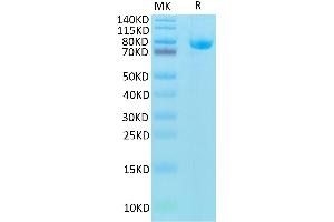 Biotinylated Human CD5 on Tris-Bis PAGE under reduced condition.