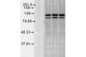 Western blot analysis of Rat tissue mix showing detection of Calnexin-CT protein using Rabbit Anti-Calnexin-CT Polyclonal Antibody . (Calnexin Antikörper  (C-Term) (Atto 594))