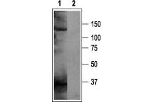 Western blot analysis of rat brain membranes: - 1. (KCNH5 Antikörper  (C-Term, Intracellular))