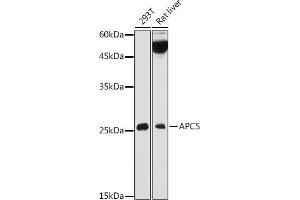 Western blot analysis of extracts of various cell lines, using APCS antibody (ABIN3022713, ABIN3022714, ABIN3022715, ABIN1512583 and ABIN6219158) at 1:1000 dilution. (APCS Antikörper  (AA 1-223))
