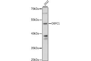 Western blot analysis of extracts of 293T cells, using OBFC1 antibody (ABIN7269093) at 1:1000 dilution. (OBFC1 Antikörper  (AA 1-368))