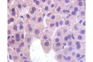 IHC analysis of paraffin-embedded mouse liver tissue, using Myoglobin antibody (1/100 dilution). (Myoglobin Antikörper  (AA 2-154))