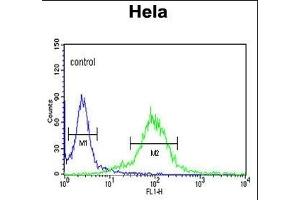 ML3 Antibody (C-term) (ABIN390676 and ABIN2840971) flow cytometric analysis of Hela cells (right histogram) compared to a negative control cell (left histogram). (MAML3 Antikörper  (C-Term))