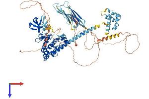ZAK Protein (AA 1-800) (His tag)