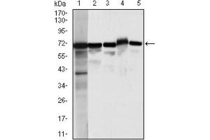 Western Blotting (WB) image for anti-Moesin (MSN) antibody (ABIN1844415) (Moesin Antikörper)