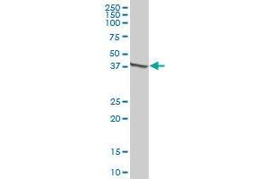 KRT15 MaxPab polyclonal antibody. (KRT15 Antikörper  (AA 1-456))