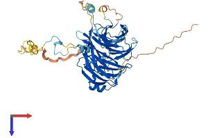 PWP1 Protein (AA 1-501) (His tag)