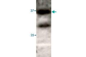 Western blot under reducing conditions on 293 cell lysate using rabbit ATG3 polyclonal antibody  at a dilution of 1 : 50. (ATG3 Antikörper  (N-Term))
