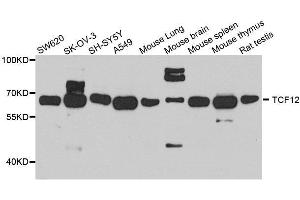 Western blot analysis of extracts of various cell lines, using TCF12 antibody. (TCF12 Antikörper  (AA 443-682))