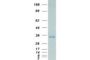 Western Blotting (WB) image for Myelin Protein Zero (MPZ) protein (Myc-DYKDDDDK Tag) (ABIN2726305)