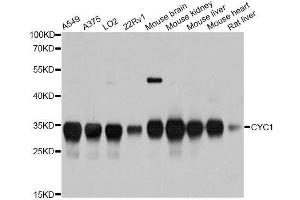 Western blot analysis of extracts of various cell lines, using CYC1 antibody. (Cytochrome C1 Antikörper  (AA 85-291))