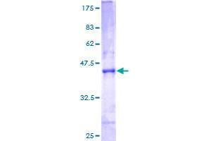 ATP5S Protein (AA 1-127) (GST tag)