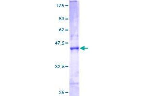 ATP5S Protein (AA 1-127) (GST tag)