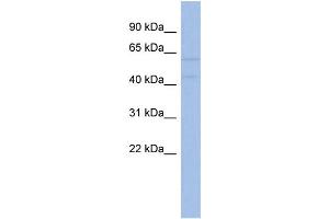WB Suggested Anti-AKT2  Antibody Titration: 0. (AKT2 Antikörper  (N-Term))
