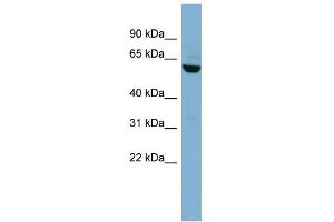 WB Suggested Anti-PVRL3 Antibody Titration:  0. (nectin-3 Antikörper  (N-Term))