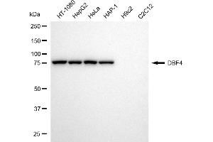 Western blotting analysis using DBF4 antibody (ABIN7798279).