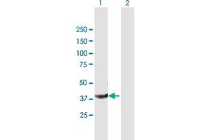 Western Blot analysis of PPID expression in transfected 293T cell line by PPID MaxPab polyclonal antibody.