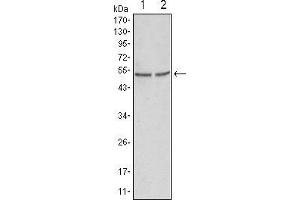 Western blot analysis using GSK3 alpha mouse mAb against Hela (1) and PC-3 cell lysate.