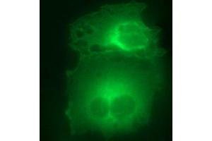 Immunofluorescence (IF) image for anti-Hydroxysteroid (17-Beta) Dehydrogenase 4 (HSD17B4) antibody (ABIN2715563)