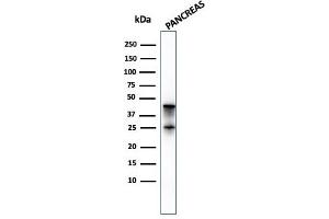 Western Blot Analysis of pancreatic tissue lysate using Carboxypeptidase A1 / CPA1 Mouse Monoclonal Antibody (CPA1/2714). (CPA1 Antikörper)