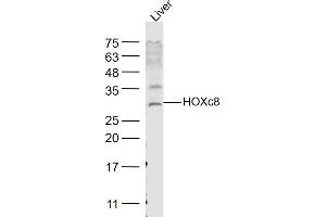 Rat liver lysates probed with HOXc8 Polyclonal Antibody, Unconjugated  at 1:1000 dilution and 4˚C overnight incubation. (HOXC8 Antikörper  (AA 51-130))