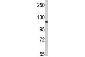 Western blot analysis of Retinoblastoma antibody and 293 lysate (Retinoblastoma Protein (Rb) Antikörper  (AA 858-886))