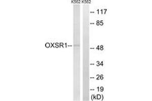 Western blot analysis of extracts from K562 cells, using OXSR1 Antibody. (OXSR1 Antikörper  (AA 272-321))