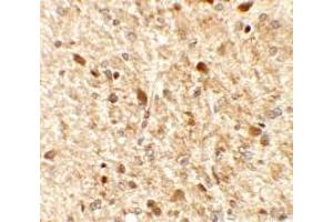 Immunohistochemistry of MS4A6A in rat brain tissue with MS4A6A antibody at 2. (MS4A6A Antikörper  (N-Term))