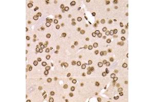 Immunohistochemistry of paraffin-embedded mouse brain using LMNB2 Antibody (ABIN5973877) at dilution of 1/200 (40x lens). (Lamin B2 Antikörper)