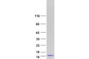 DEFB131 Protein (Myc-DYKDDDDK Tag)