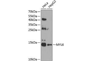 Western blot analysis of extracts of various cell lines, using MYL6 antibody (ABIN6129612, ABIN6144255, ABIN6144257 and ABIN6224653) at 1:1000 dilution. (MYL6 Antikörper  (AA 1-151))