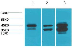 Western Blot (WB) analysis of 1) HepG2, 2)3T3 , 3) Rat Heart Tissue with DUSP6 Rabbit Polyclonal Antibody diluted at 1:3000.