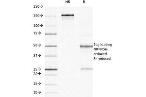 SDS-PAGE Analysis of Purified, BSA-Free ODC-1 Antibody (clone ODC1/485). (ODC1 Antikörper)