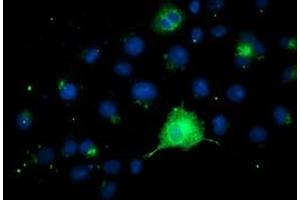 Anti-FGFR2 mouse monoclonal antibody (ABIN2454752) immunofluorescent staining of COS7 cells transiently transfected by pCMV6-ENTRY FGFR2 (RC217098). (FGFR2 Antikörper)