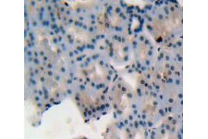 Used in DAB staining on fromalin fixed paraffin-embedded kidney tissue (MIF Antikörper  (AA 4-112))