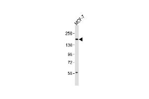 Anti-INSRR Antibody (Center) at 1:4000 dilution + MCF-7 whole cell lysates Lysates/proteins at 20 μg per lane. (INSRR Antikörper  (AA 668-702))