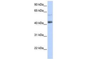 Image no. 1 for anti-PR Domain Containing 15 (PRDM15) (AA 1405-1454) antibody (ABIN6740467) (PRDM15 Antikörper  (AA 1405-1454))