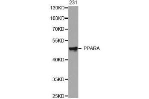 Western blot analysis of extracts of 231 cell line, using PPARA antibody. (PPARA Antikörper)