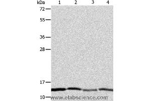 Western blot analysis of Hela, Jurkat, MCF7 and A431 cell, using ATPIF1 Polyclonal Antibody at dilution of 1:1350 (ATPase Inhibitory Factor 1 Antikörper)
