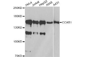 Western blot analysis of extracts of various cell lines, using CCAR1 antibody. (CCAR1 Antikörper)