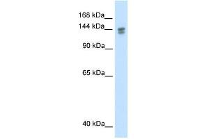 WB Suggested Anti-TP53BP2 Antibody Titration:  0.