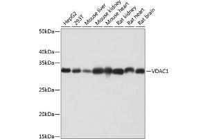 Western blot analysis of extracts of various cell lines, using VD antibody (ABIN7271335) at 1:1000 dilution. (VDAC1 Antikörper)