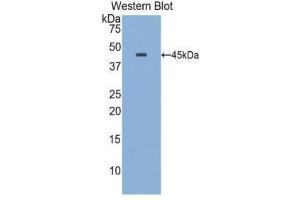 Western Blotting (WB) image for anti-Apolipoprotein E (APOE) (AA 19-168) antibody (ABIN1077826) (APOE Antikörper  (AA 19-168))