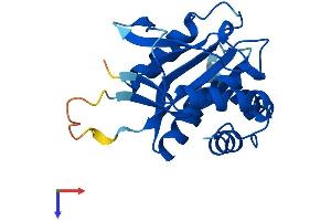 COX4NB Protein (AA 1-207) (His tag)