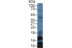Detection of SLC in Mouse Lung lysate using Polyclonal Antibody to Secondary Lymphoid Tissue Chemokine (SLC) (CCL21 Antikörper  (AA 5-130))