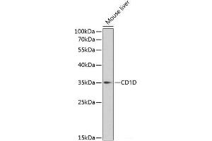 Western blot analysis of extracts of Mouse liver using CD1D Polyclonal Antibody at dilution of 1:1000. (CD1d Antikörper)